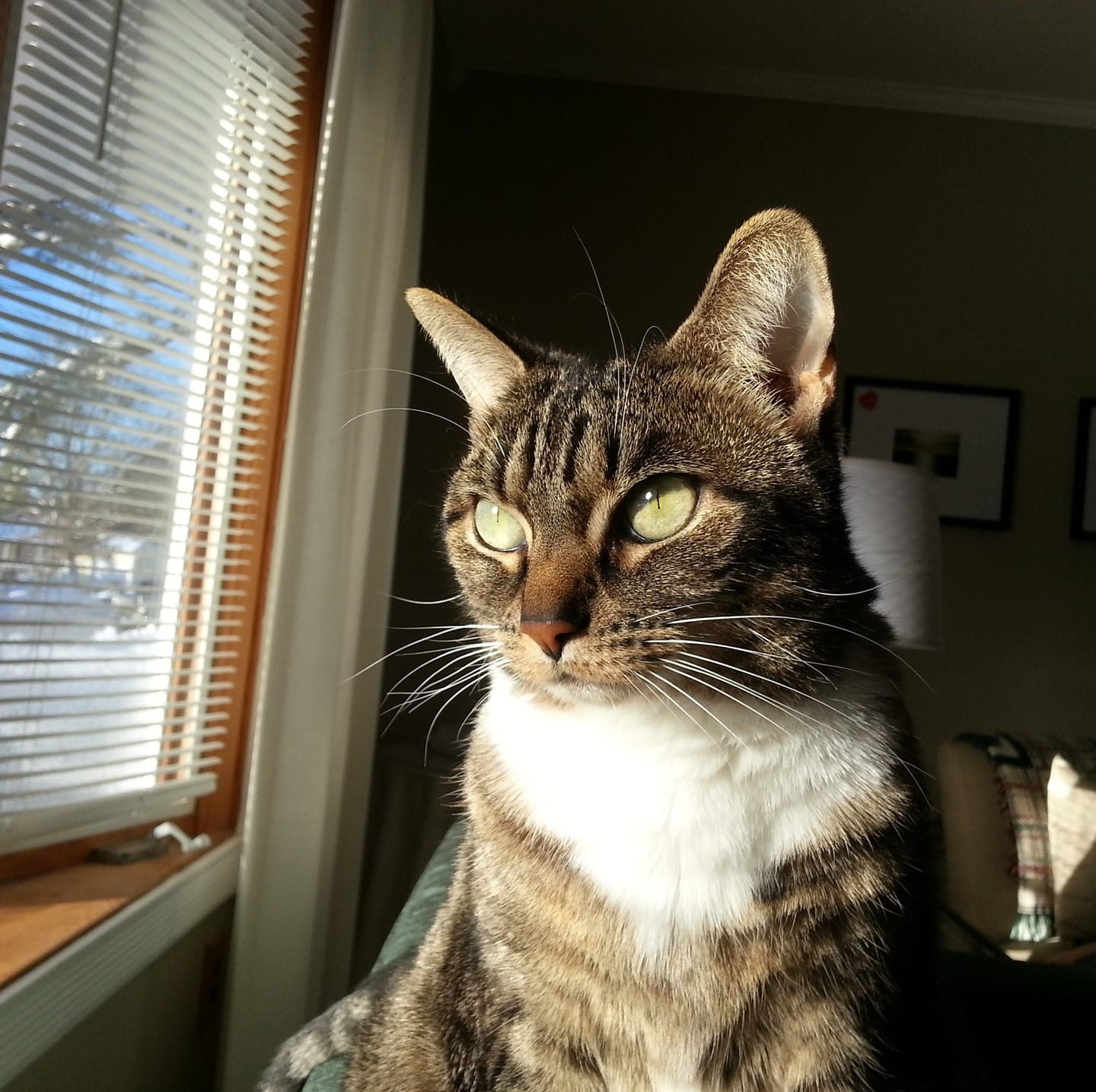 Nana's tabby cat sitting in sunlight and looking toward the window