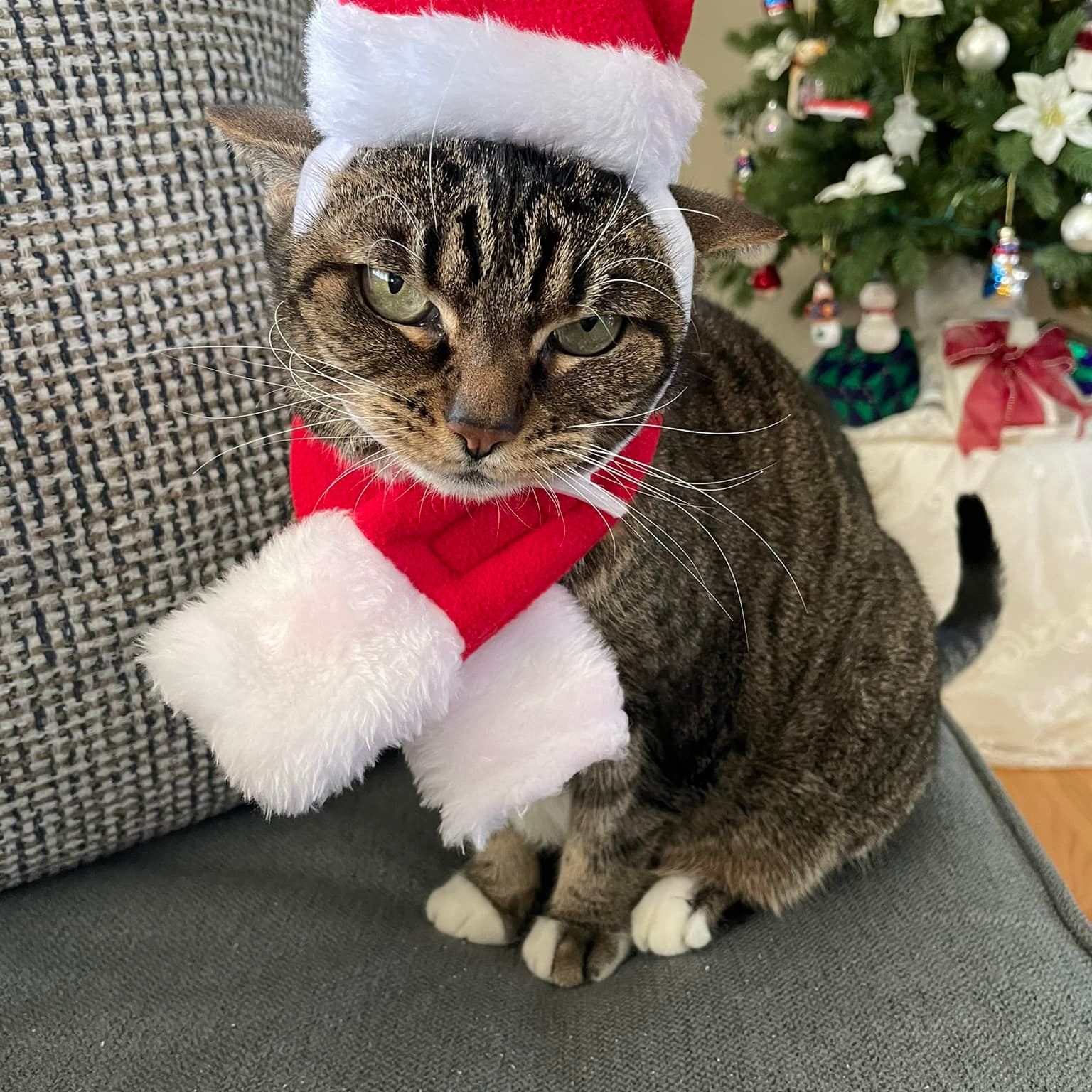 Nana's tabby cat wearing a Santa hat and scarf beside a Christmas tree